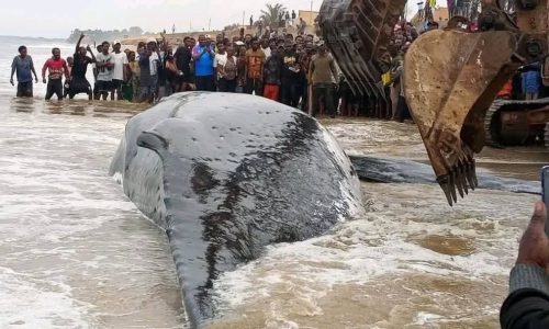Muanda : Tentative vaine de l’ICCN pour garder vivante une baleine