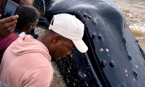 Muanda : Santé publique en alerte face à une baleine échouée