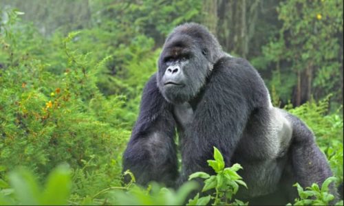 Gorilles de montagne : l&rsquo;Ouganda protége ses géants face à Ebola