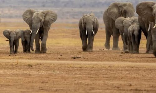 15 éléphants retrouvés morts, probablement empoisonnés au cyanure dans le parc d’Amboseli au Kenya
